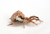 driehoekswebspin (Hyptiotes paradoxus) 8-2015 3294